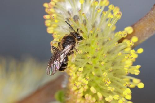 Andrena sp.