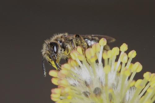 Réf. 67 129 : Andrena sp.