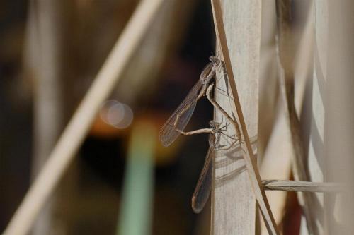 Sympecma fusca