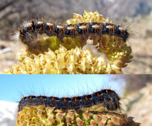 Lasiocampa quercus
