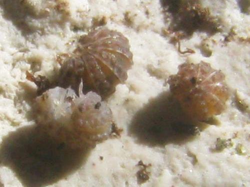 Reductoniscus costulatus