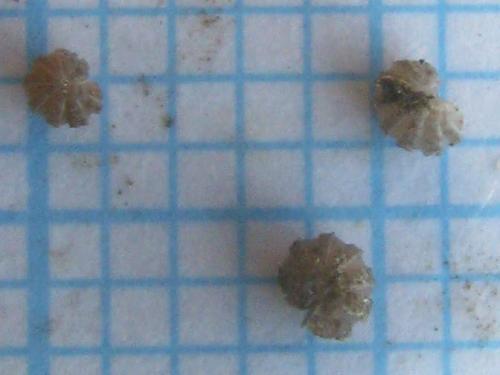 Reductoniscus costulatus