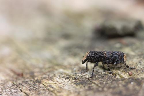 Platyrhinus resinosus
