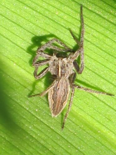 Pisaura mirabilis