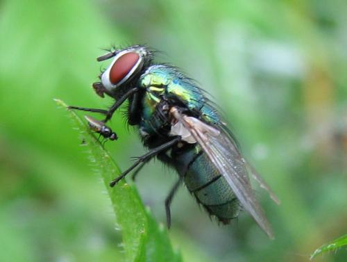 Lucilia sericata