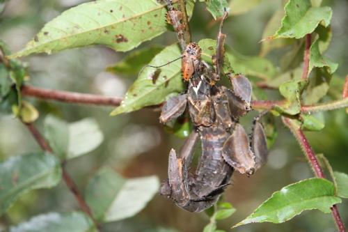 Extatosoma popa popa
