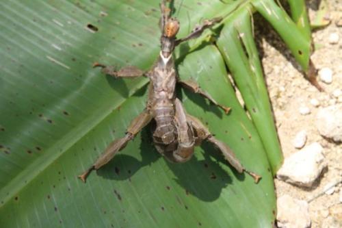Extatosoma popa popa