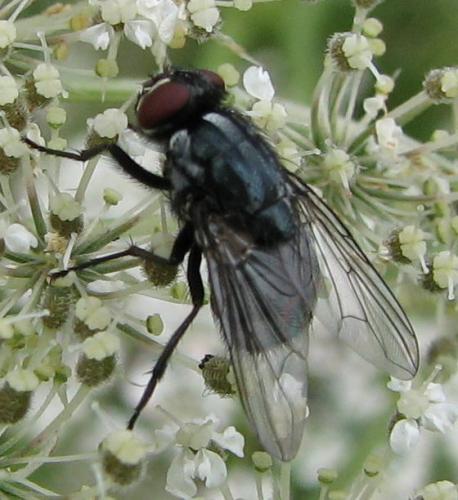 Réf. 67 181 : Morellia sp.