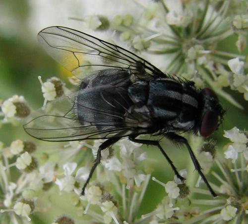 Réf. 67 182 : Morellia sp.