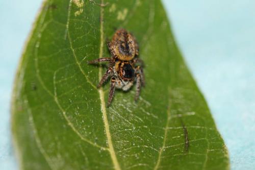 Carrhotus xanthogramma