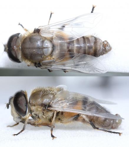 Réf. 67 010 : Eristalis nemorum