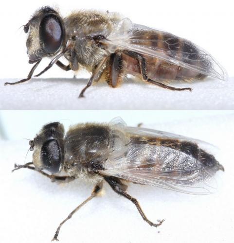 Eristalis tenax