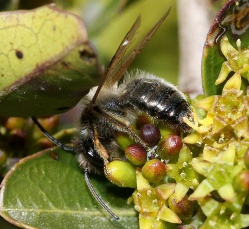 Andrena bicolorata