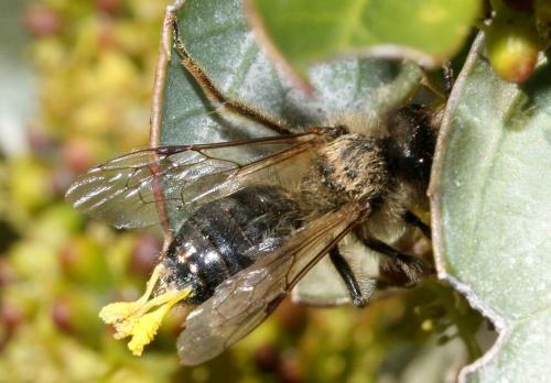 Andrena bicolorata