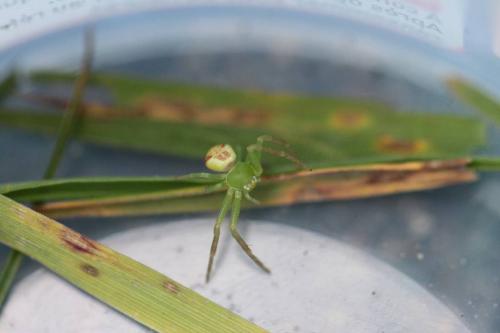 Ebrechtella tricuspidata