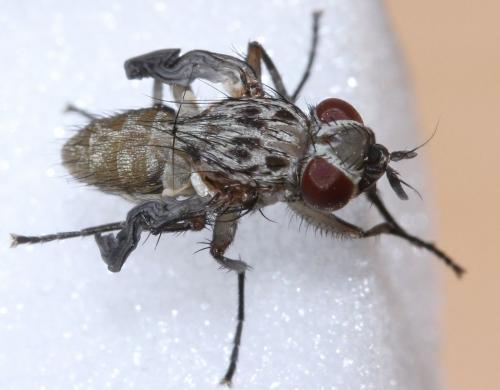 Réf. 67 549 : Phaonia trimaculata