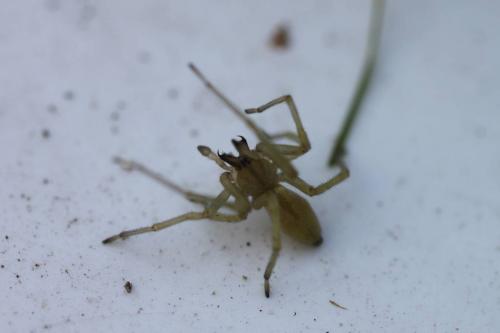 Cheiracanthium sp.
