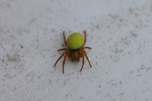 Araniella sp.