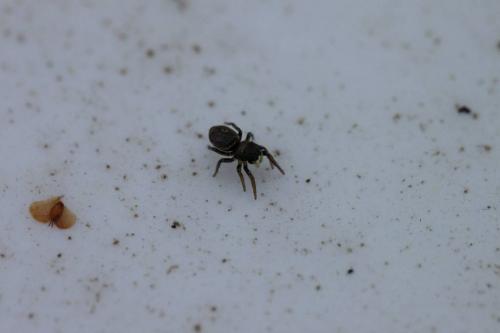 Réf. 67 942 : Heliophanus auratus