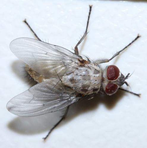 Réf. 67 550 : Phaonia trimaculata