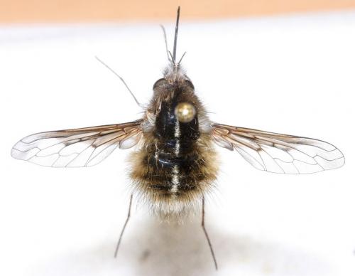 Bombylius analis