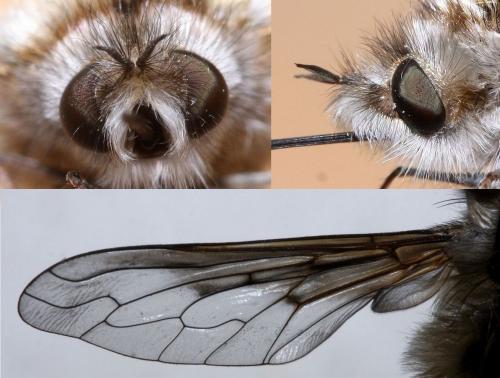 Réf. 67 917 : Bombylius analis