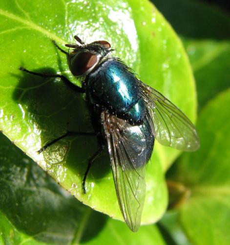 Lucilia sp.