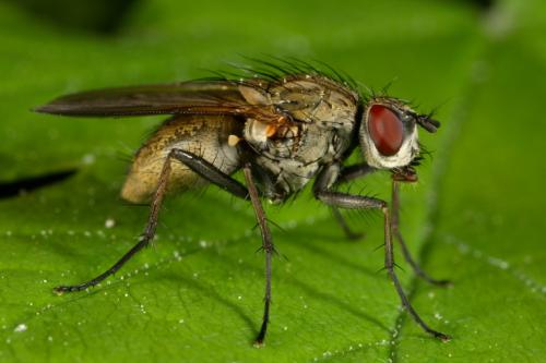 Hydrophoria lancifer