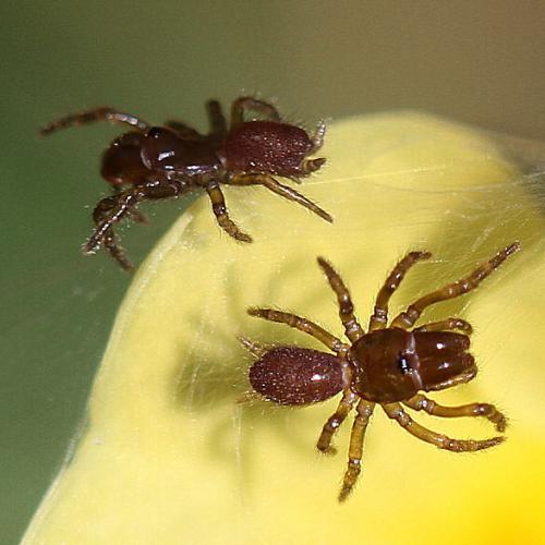 Réf. 67 318 : Atypus sp.