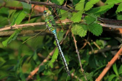 Réf. 67 569 : Anax imperator