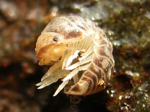 Réf. 67 684 : Venezillo parvus