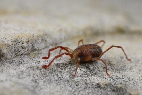 Réf. 67 678 : Erythraeus sp.