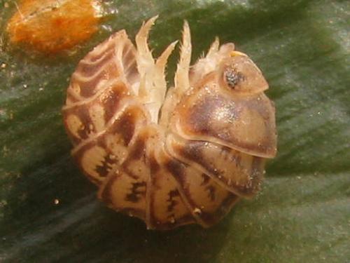 Réf. 67 685 : Venezillo parvus