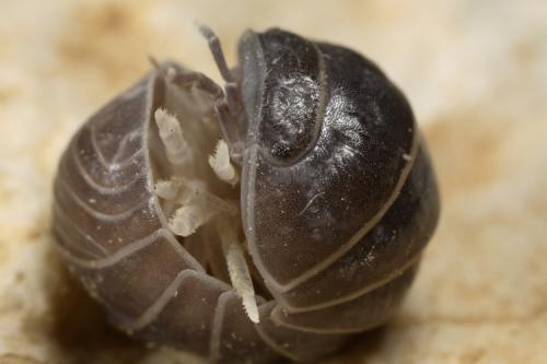 Réf. 67 603 : Armadillo officinalis