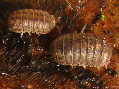Venezillo parvus