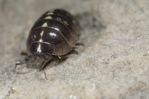 Armadillidium vulgare