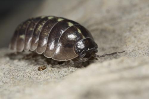 Réf. 67 676 : Armadillidium vulgare
