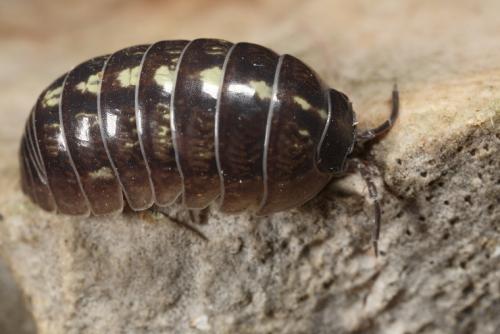 Réf. 67 677 : Armadillidium vulgare