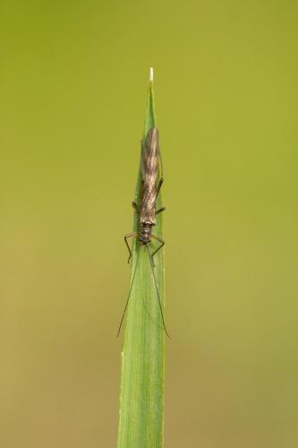 Brachyptera risi