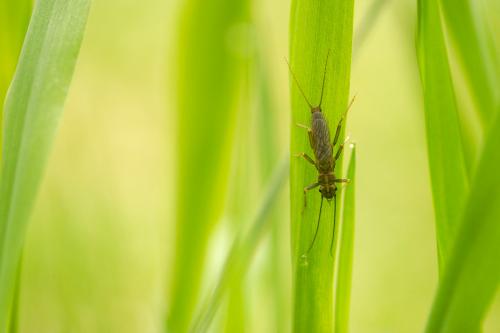Réf. 67 342 : Perlodes microcephalus