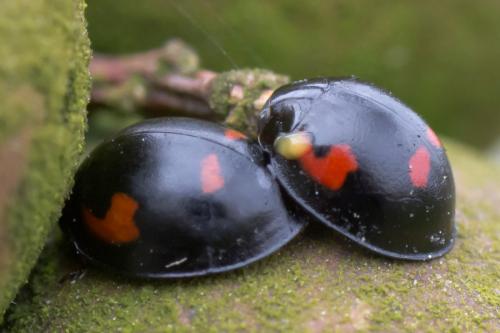 Réf. 67 500 : Exochomus quadripustulatus