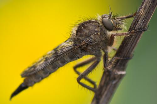 Réf. 67 864 : Erax punctipennis