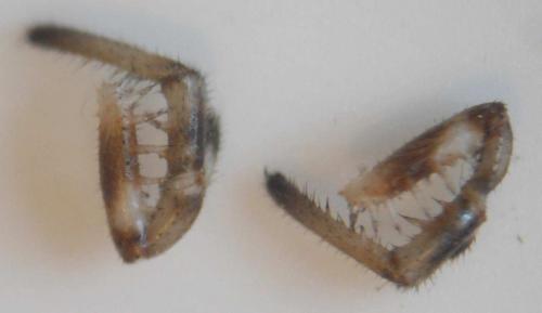 Platybunus pinetorum