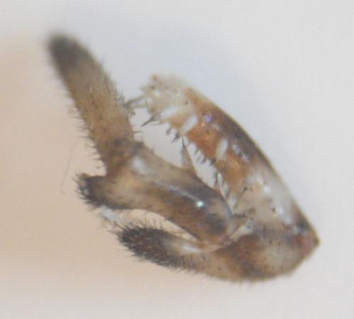 Platybunus pinetorum