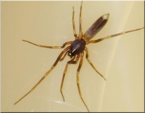 Harpactea hombergi