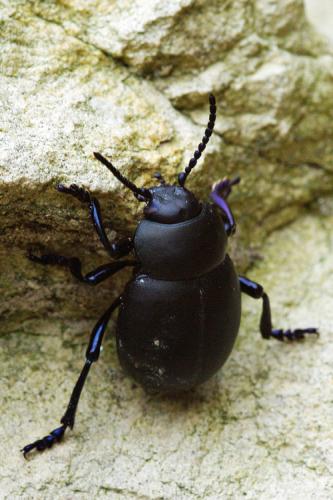 Timarcha tenebricosa