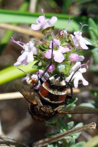 Gonia ornata