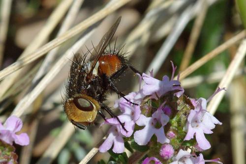 Gonia ornata