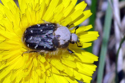 Réf. 67 401 : Tropinota sp.