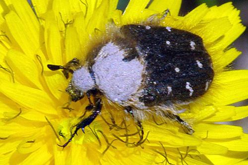 Tropinota sp.